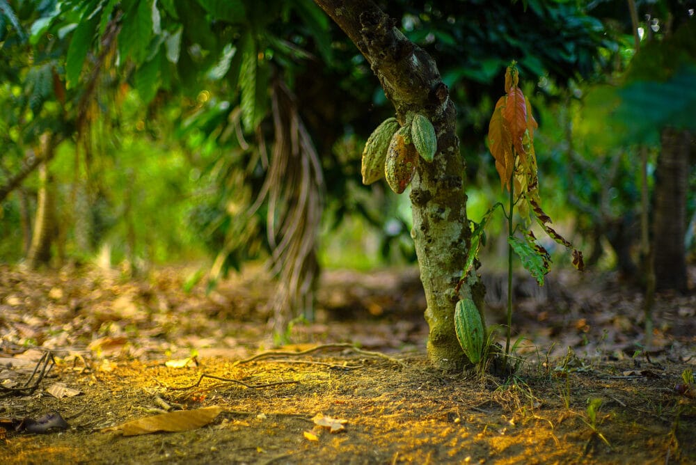 Rastreabilidade – Você conhece a origem dos alimentos que consome?